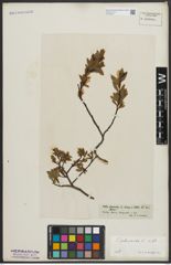 Foto von Salix arbuscula L.